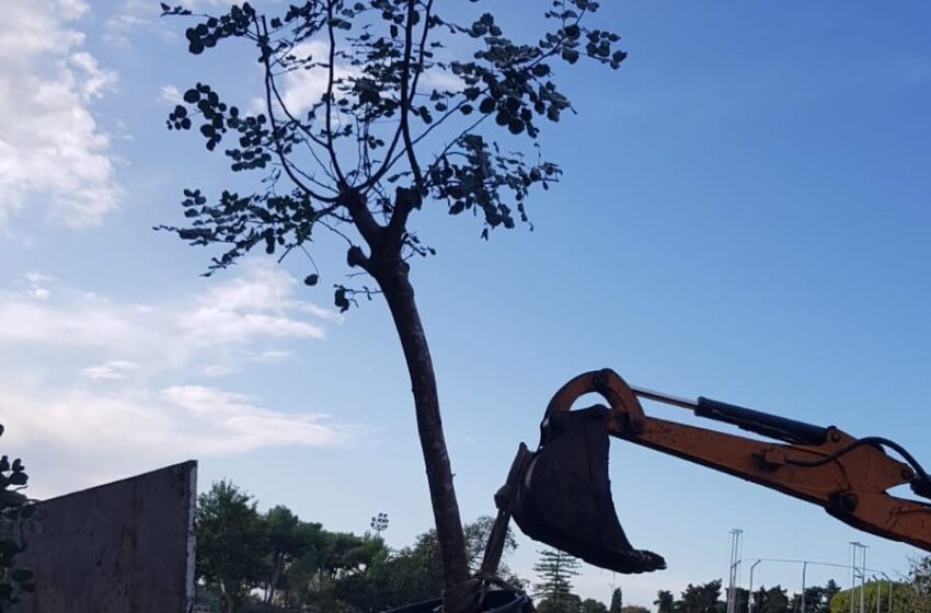  Cento nuovi alberi per Siracusa, pepe rosa e oleandri per una iniezione di verde