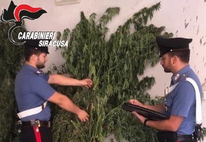  Marijuana in due vasi ed in casa, arrestato un 34enne dai Carabinieri