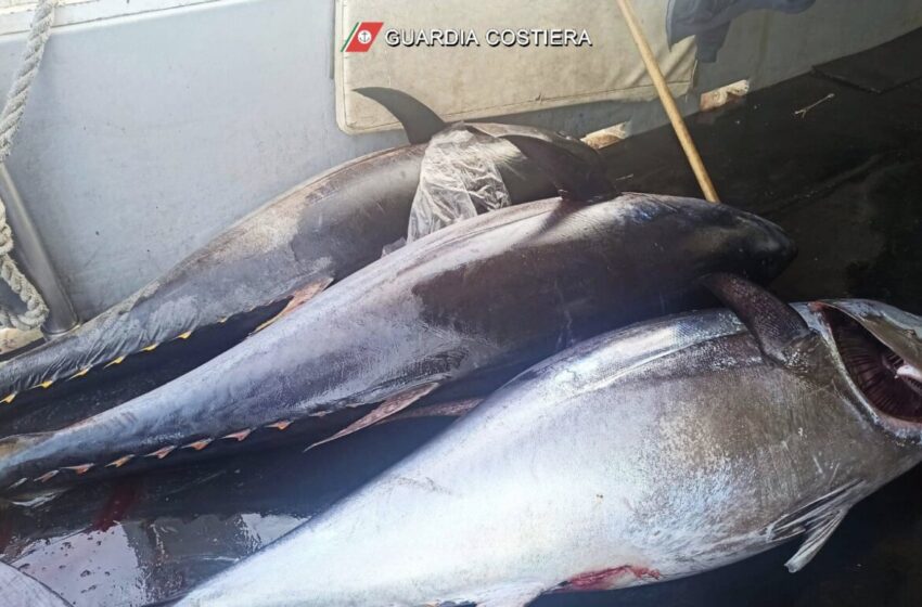  Conclusa l’operazione della Guardia Costiera: 5 tonnellate di tonno sequestrate nel siracusano