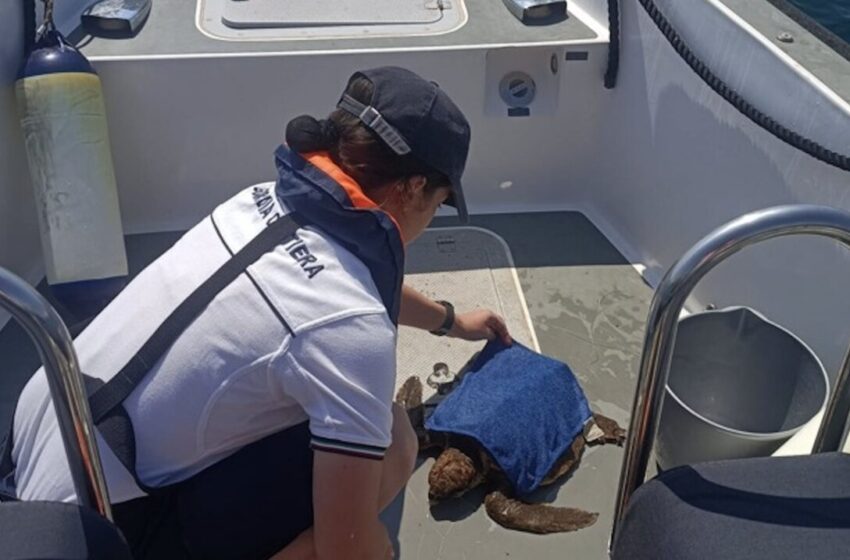  La Guardia Costiera salva due tartarughe marine caretta caretta