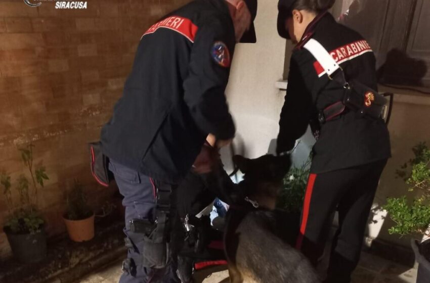  Droga in un vicolo di Ortigia, il cane Riley trova 54 dosi tra cocaina e hashish