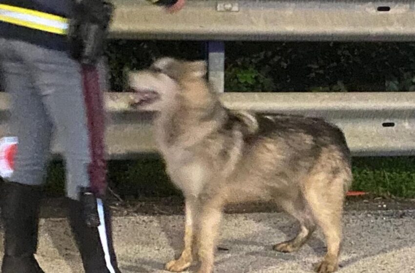  Cane smarrito ed impaurito allo svincolo, lo soccorrono gli agenti della Polizia Stradale