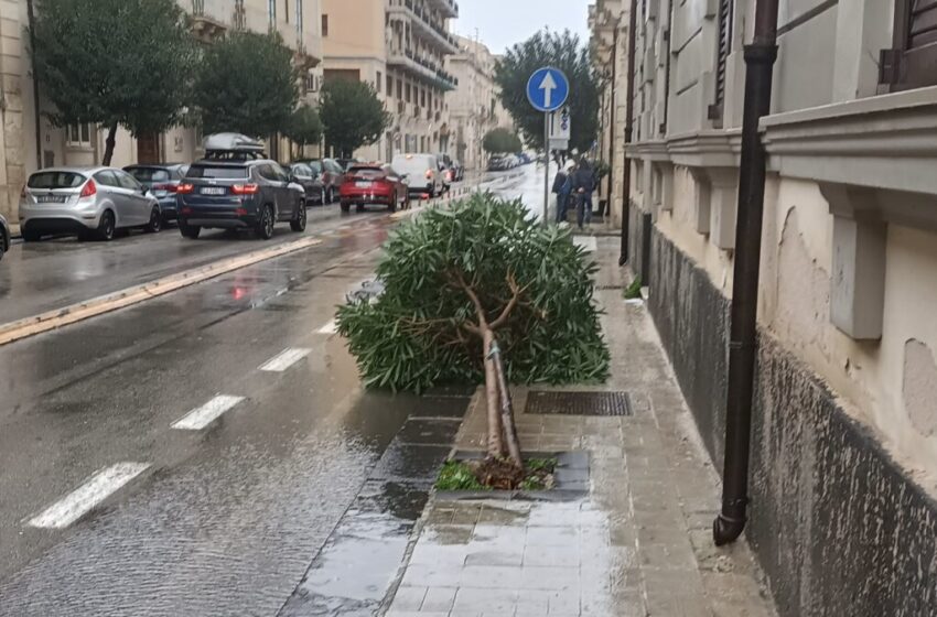  Alberi e cartelloni divelti, il vento “spazza” Siracusa: raffiche fino a 65 km orari